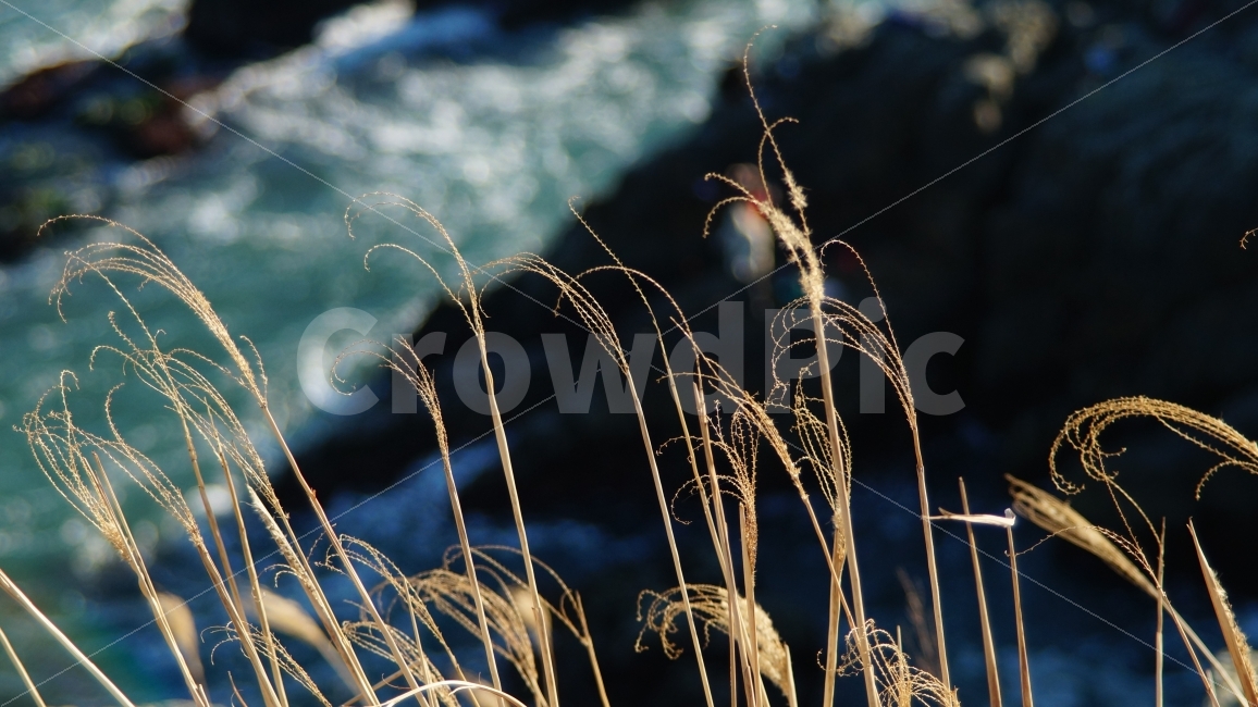 갈대,가을,부산,쓸쓸함,자연,바다,시원함,식물,자연,plants,nature,감성,sensible,feeling