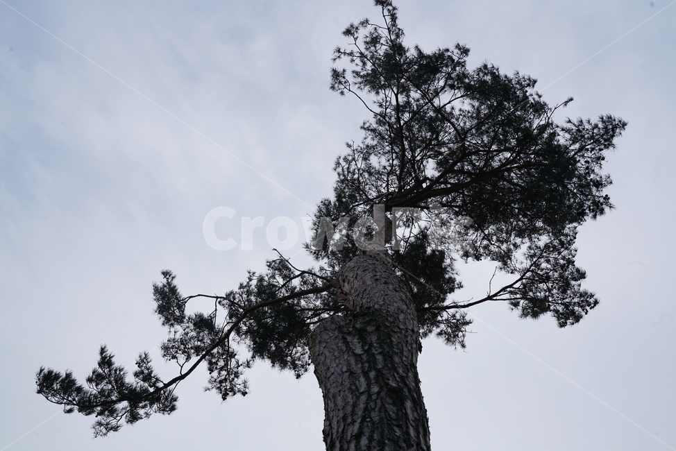 소나무,솔나무,plne,tree,나무,plant,식물,treetrunk,나무줄기