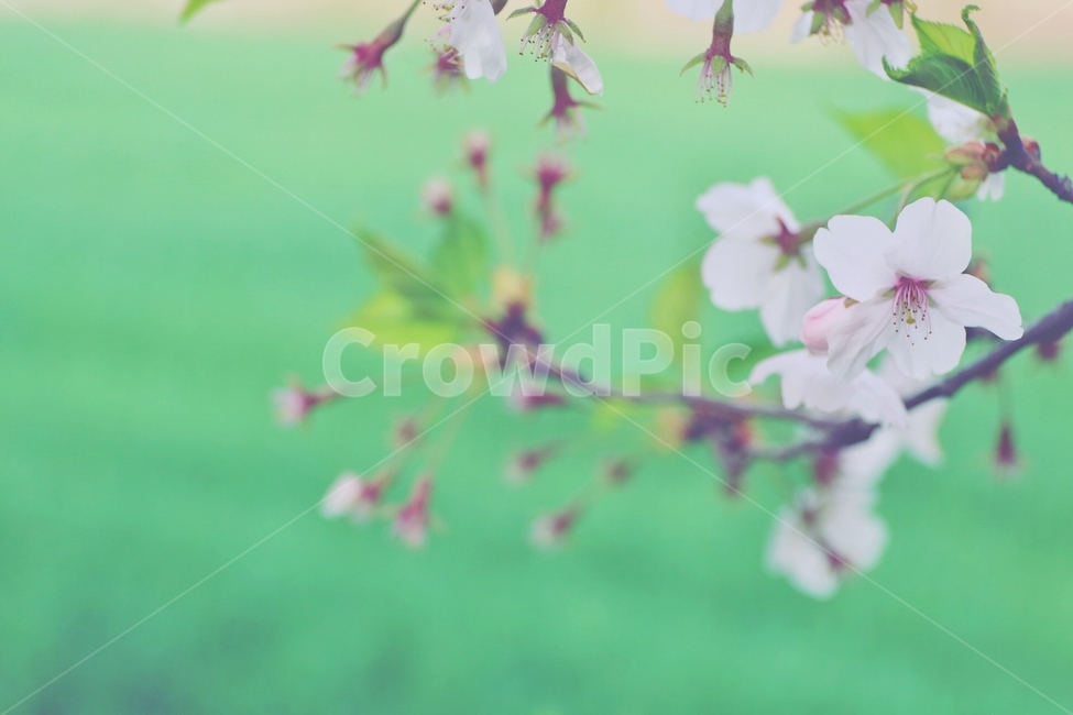 봄,벚꽃,시골,감성,꽃,봄,계절,spring,season,식물,자연,plants,nature,꽃,flower,감성,sensible,feeling,plant,blossom