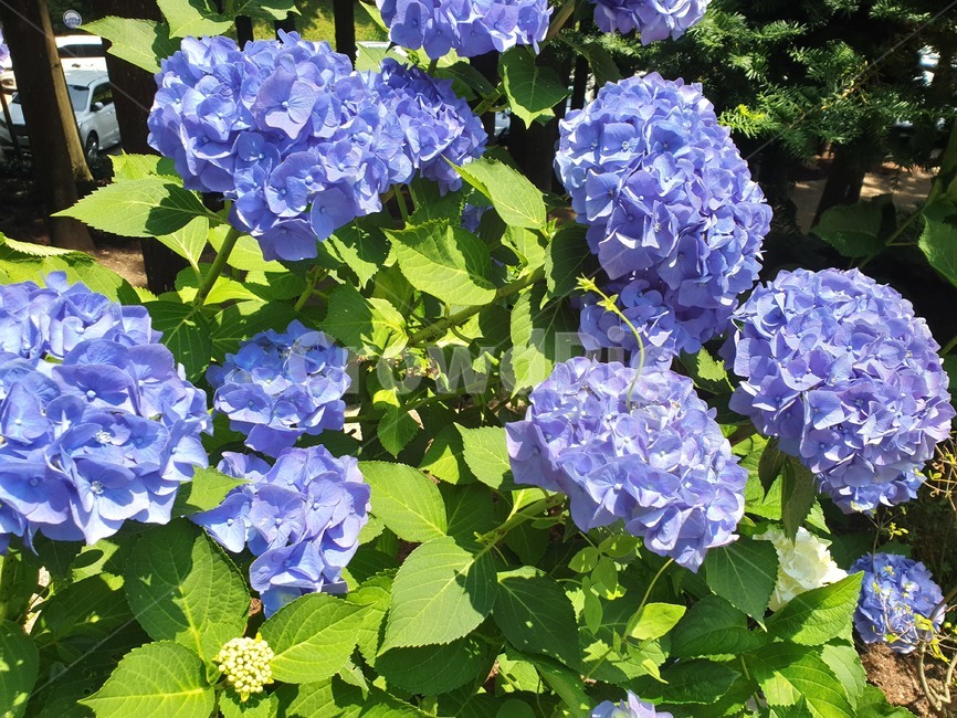 수국,꽃,파란색,자연,힐링