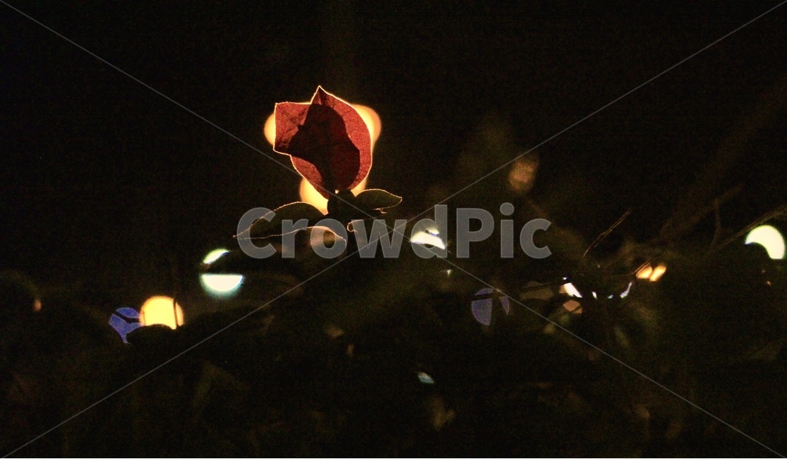 rose,꽃,로즈,어둠,저녁,사랑,발렌타인,야경,밤,풍경,nightscape,night,landscape,식물,자연,plants,nature,꽃,flower,plant,leaf,잎,lighting,조명