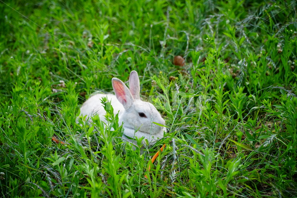 토끼,동물,자연,포유류,잔디,풀,nature,animal,rabbit,산토끼,식물