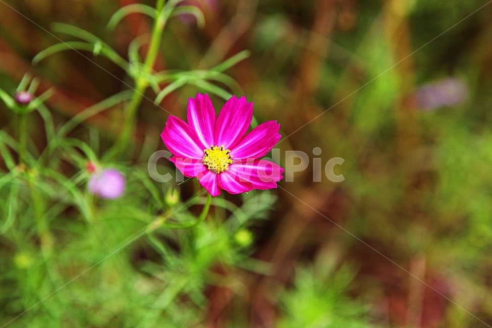 코스모스,꽃,꽃잎,가을꽃,가을,공원,잎,꽃밭,자연,식물,가을,계절,fall,autumn,season,식물,자연,plants,nature,꽃,flower,plant
