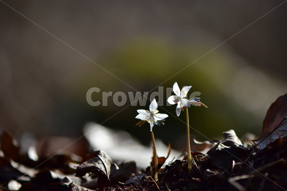 너도바람꽃,야생화,봄,꽃,풀꽃,자연,식물,식생,감성,힐링,plants,nature,spring,season,flower,emotion,feeling,흰색,초본,너도바람꽃속