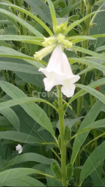 들깨,여름,들깨꽃,하얀,녹색