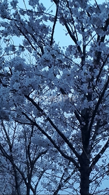 벚꽃,예쁜벚꽃,벚꽃송이,꽃,봄,나무