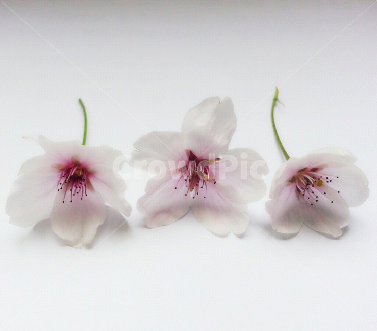 감성사진,연출사진,꽃,봄,식물,봄,계절,spring,season,꽃,flower,plant,blossom,petal,꽃잎,geranium,제라늄
