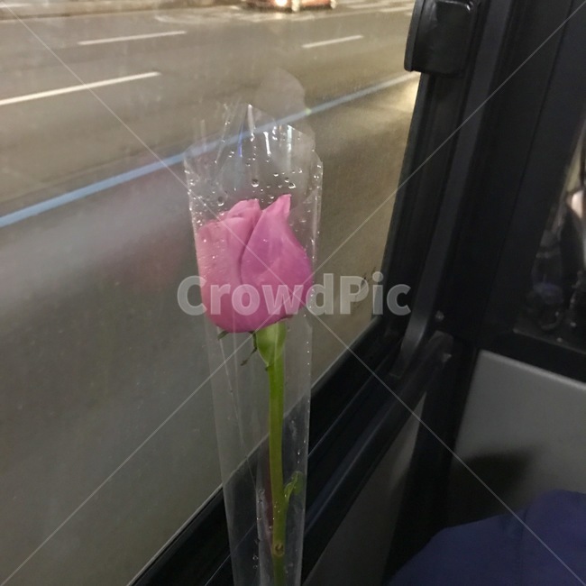튤립,버스,비,꽃,한송이,분홍,퇴근길,기념일