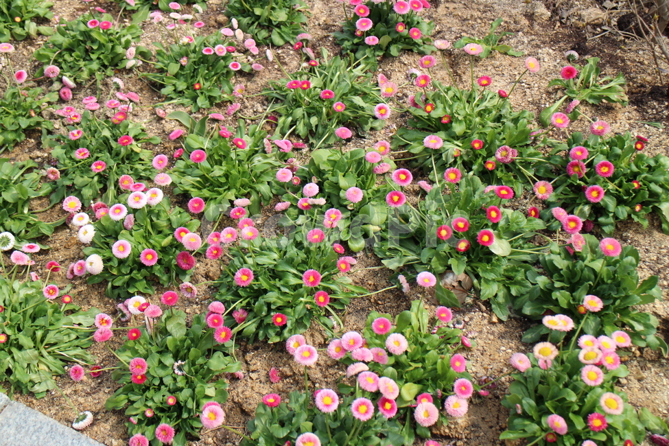 꽃,봄,파릇파릇,꽃한송이,꽃들,식물,자연,plants,nature,꽃,flower