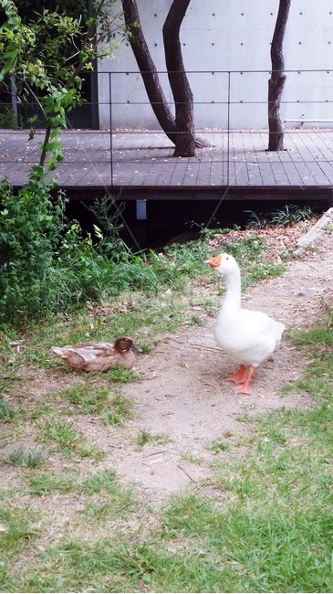 오리,청둥오리,동물,조류,자연,동물,animal,조류,새,birds