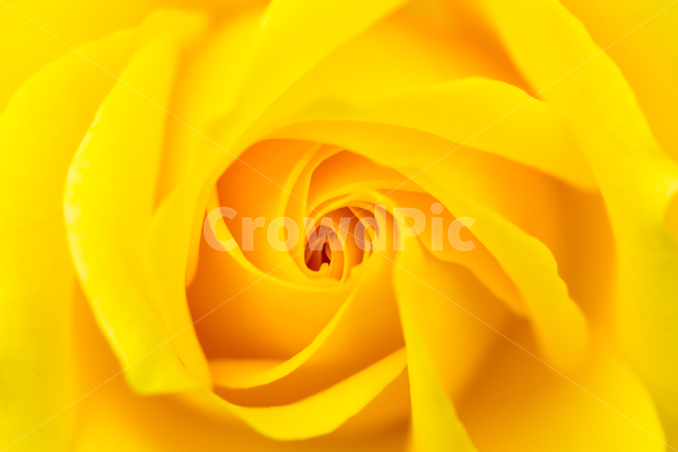 장미,식물,꽃,자연,색감,노랑,노란색,yellow,rose,식물,자연,plants,nature,꽃,flower