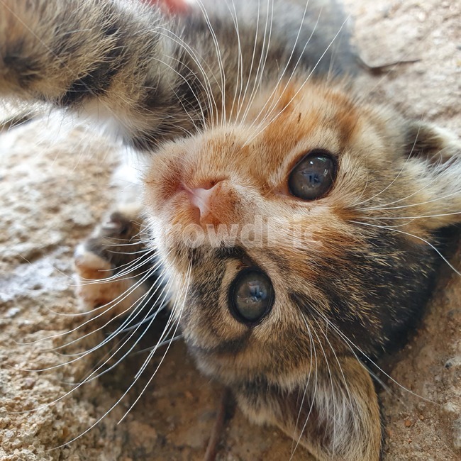 고양이,아기고양이,코숏,귀여움,심쿵