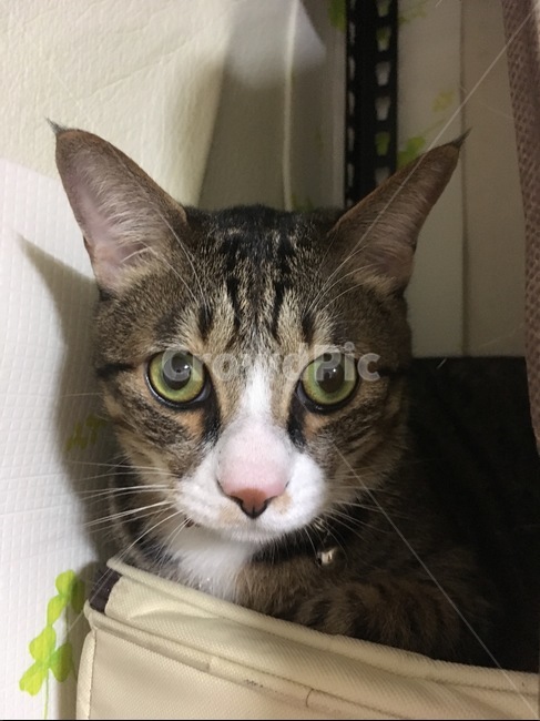 pet,애완동물,animal,동물,cat,고양이