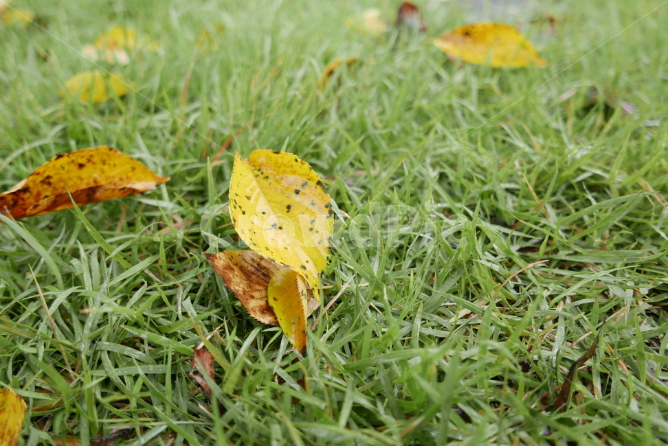 식물,풀,낚옆,잎,바닥,plant,leaf,ground,가을,autumn,가을,계절,fall,autumn,season