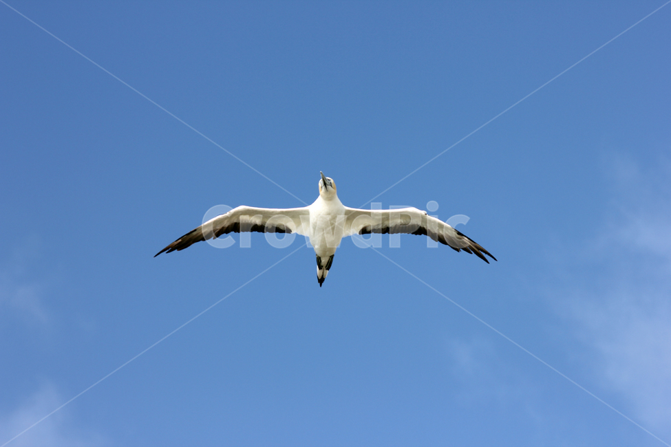 가넷,갈매기,새,garnet,seagull,gull,바다새,하늘,동물,animal,조류,새,birds