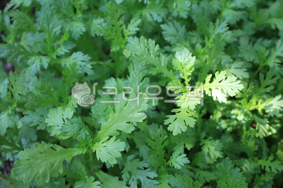 쑥갓,채소,쑥갓재배,쌈채소,무공해채소,채소재배,농작물