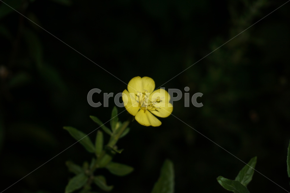 달맞이꽃,해방초,꽃,식물,여름꽃,자연,flower,nature,placts,노란색,화단,우아한,아름다운,가든