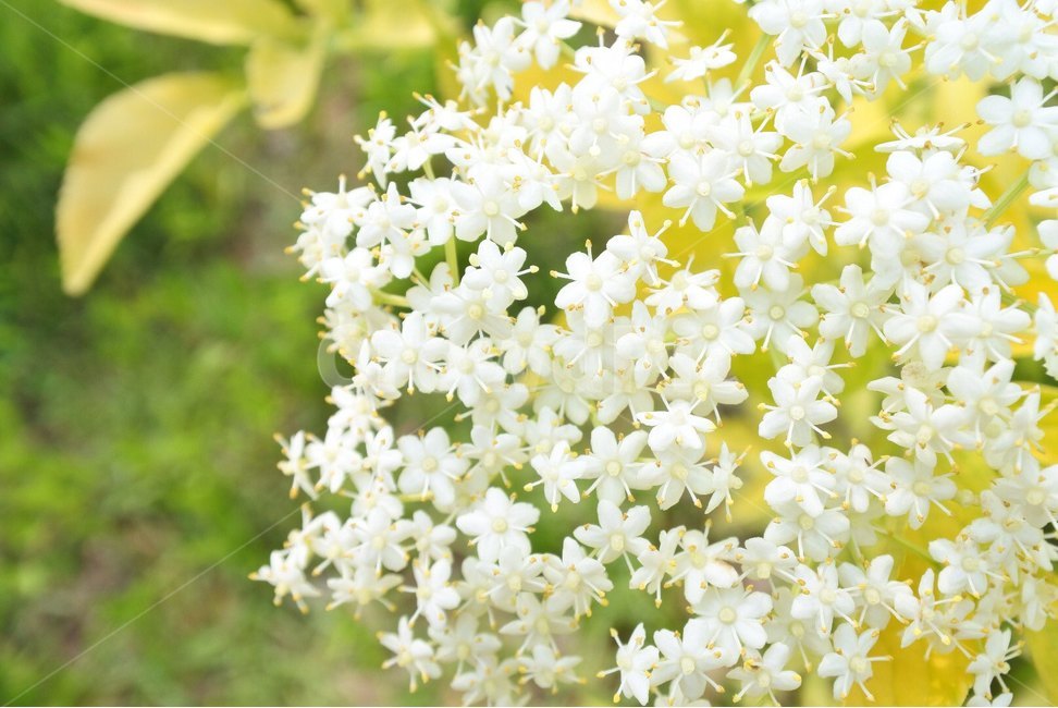 여름,꽃,자연,들꽃,flower,봄,계절,spring,season,식물,자연,plants,nature,꽃,flower,감성,sensible,feeling,plant,blossom