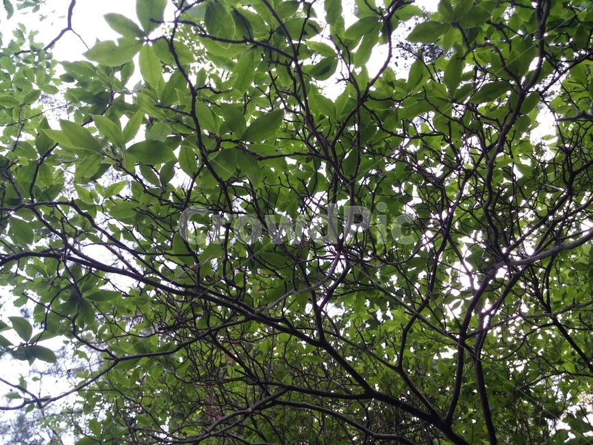나무,식물,자연,풍경,잎,식물,자연,plants,nature,나무,trees,wood