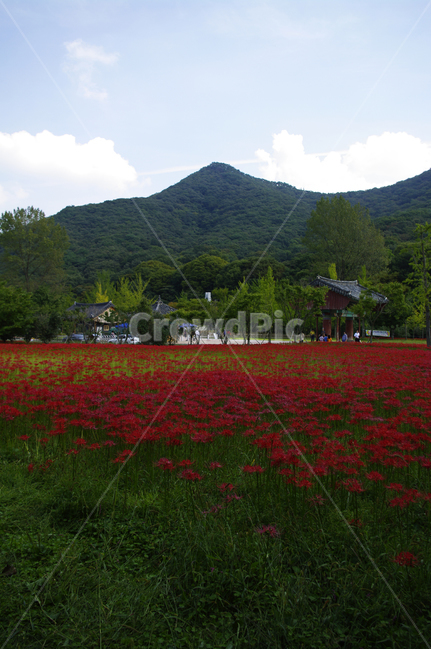 꽃무릇,꽃,color,flower,꽃밭,red,식물,자연,plants,nature,꽃,flower