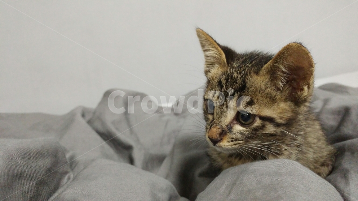 고양이,반려견,길냥이,cat,반려묘,동물,동물,animal,포유류,mammal,고양이,cat,kitten,kitty