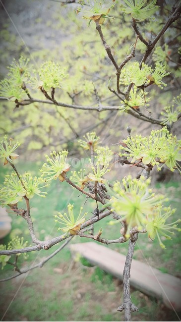 산수유,산수유나무,산수유마을,산수유꽃,식물,tree,나무,구과식물