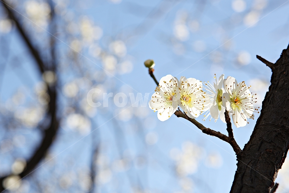매화꽃,매화,꽃,꽃잎,봄꽃,봄,공원,식물,자연,식물,자연,plants,nature,꽃,flower