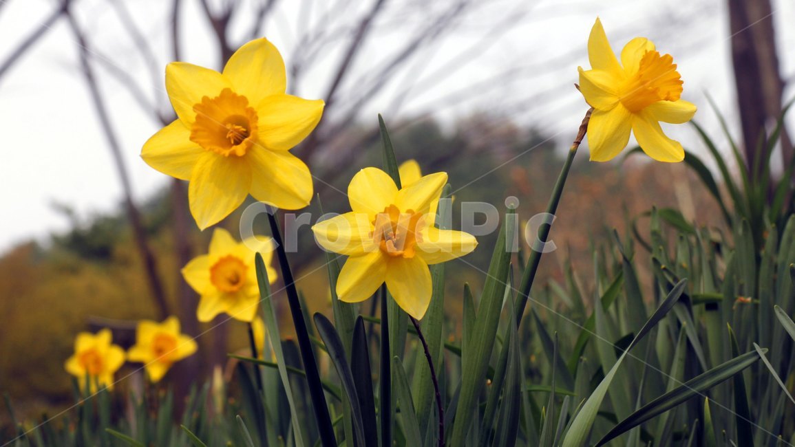 plant,daffodil,수선화,식물,blossom,flower,꽃,식물,자연,plants,nature,꽃,flower