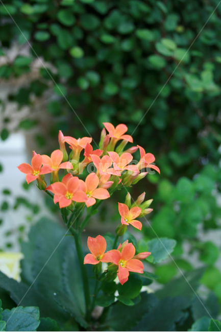 꽃기린,식물,flower,plants,nature,꽃,꽃봉오리,화원,식물,자연,plants,nature,꽃,flower