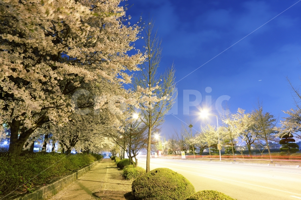 벚꽃,cherryblossoms,pinkflowers,야경,벚꽃야경,nightview,벚꽃길,카이스트,흩날리는,풍경,자연,봄,4월,대전,한국,봄,계절,spring,season,야경,밤,풍경,nightscape,night,landscape,tree,나무,plant,식물,light,빛,flare,플레어
