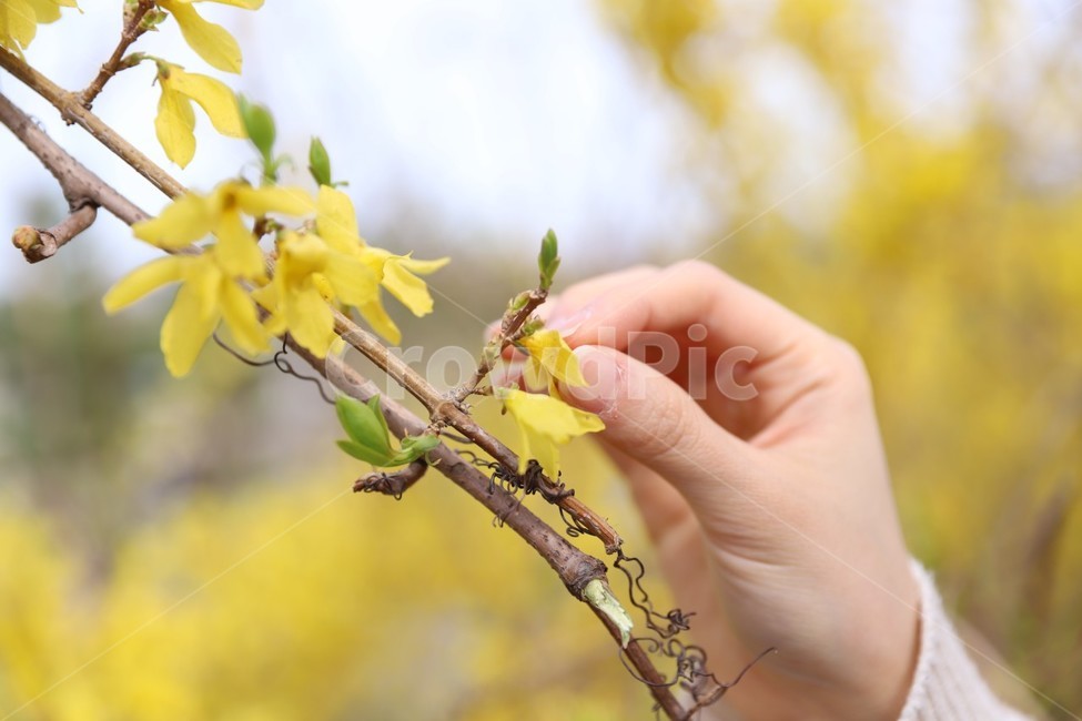 꽃,봄,개나리,손,노랑,노란색,봄,계절,spring,season,plant,식물