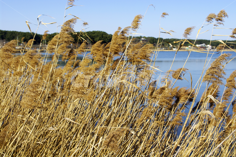 갈대,식물,plant,color,하늘,가을,계절,fall,autumn,season,식물,자연,plants,nature,grass,잔디,lawn,reed
