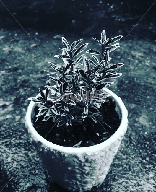 비오는날,화분,차가움,꽃,쓸쓸함,공허함,실내용화초,화분,화초,house plant,흑백,모노톤,monochrome,black and white