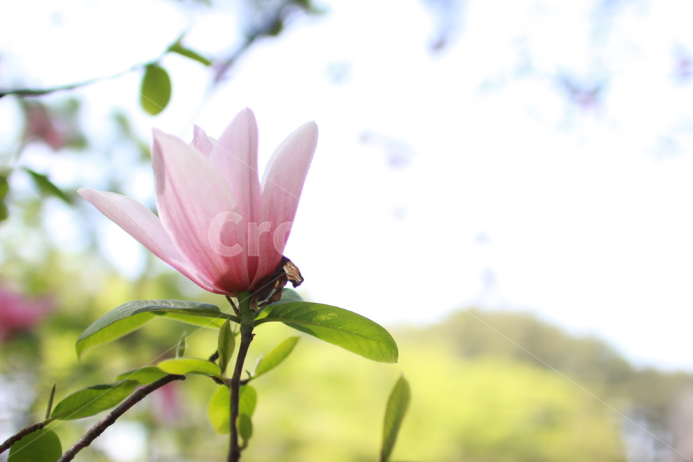 꽃,봄,핑크색,분홍색,꽃잎,flower,식물,자연,화단,수목원,garden