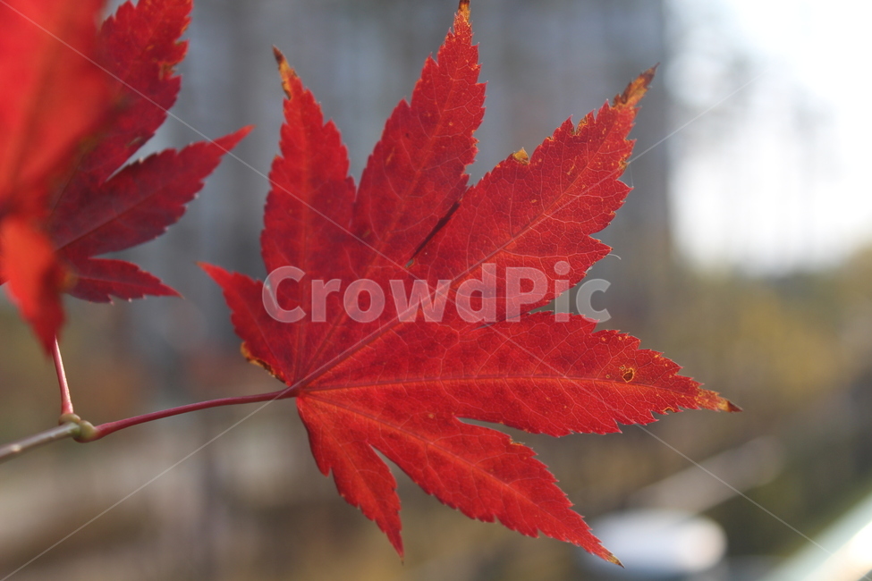 leaf,잎,plant,식물,단풍,maple,가을,계절,fall,autumn,season