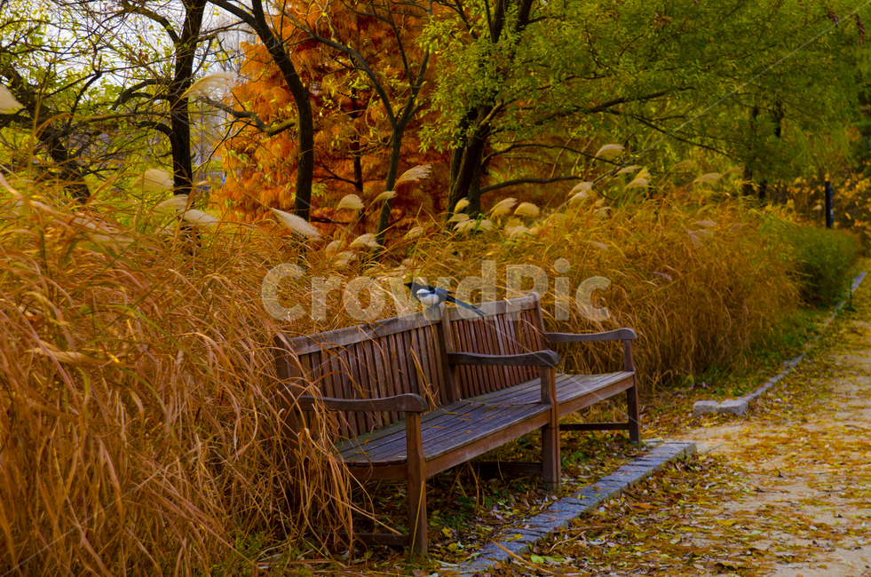 가을,단풍,낙엽,나무,새,억새,의자,벤치,빨간색,식물,야외,공원,가을,계절,fall,autumn,season,자연,풍경,nature,landscape,bench,furniture,가구
