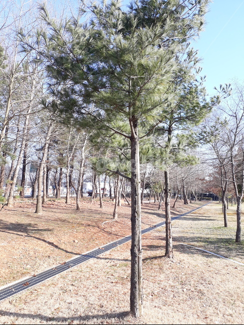 소나무,tree,나무,plant,식물,소나무전경