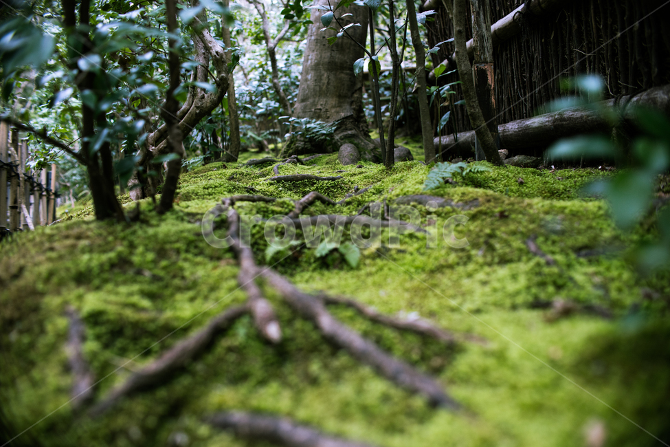일본,이끼,초록,기오지,교토,japan,식물,자연,plants,nature