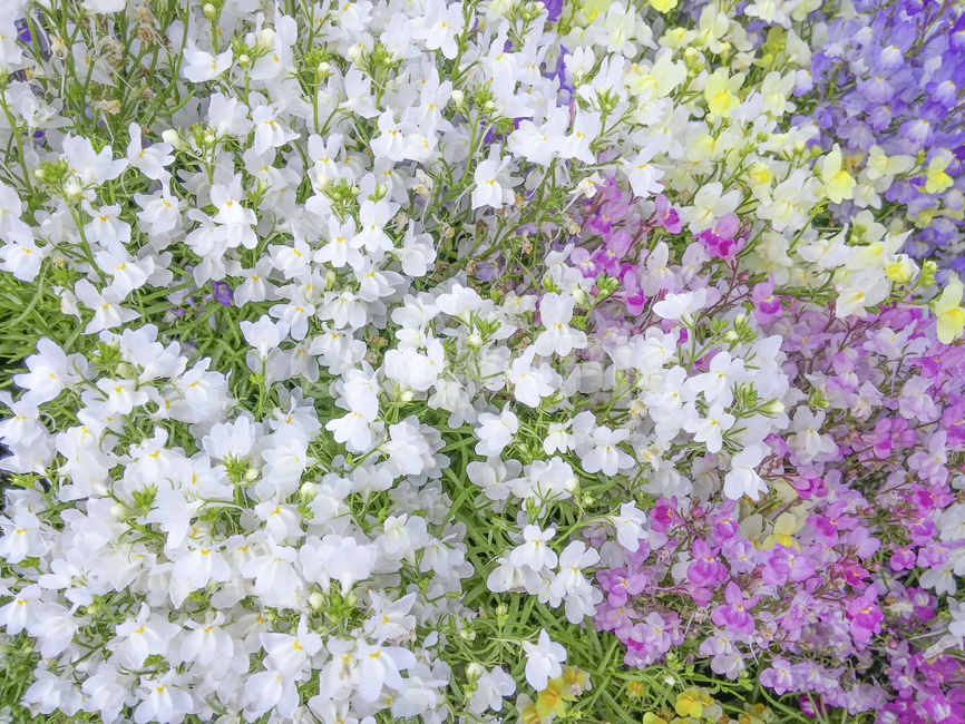 봄꽃,꽃,flower,blossom,texture,flowertexture,식물,plant,화려함,꽃밭,배경,background,pattern,질감,nature