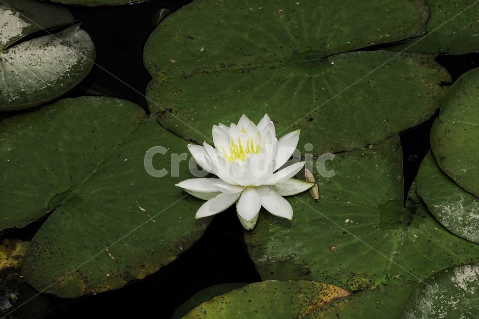 plant,식물,flower,꽃,blossom,연꽃,감성사진
