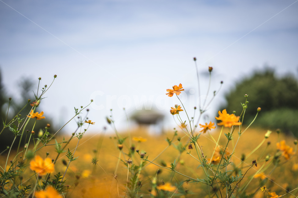 outdoors,field,들,nature,자연,코스모스,황화코스모스,들꽃마루,가을,꽃,color,가을,계절,fall,autumn,season,식물,자연,plants,nature,꽃,flower,grassland,목초지,옥외,farm,농장,rural,농촌,meadow