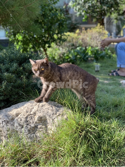 고양이,동물,귀여운,cat,animal,cute,pet,mammal,포유류,동물,animal,포유류,mammal,고양이,cat,kitten,kitty