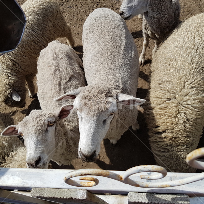 자연,양,동물,양먹이,평화,동물,animal,포유류,mammal,목축업,목장,livestock farming,ranching,pasture