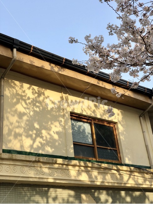 진해,그림자,아침,벚꽃,꽃,군항재,봄,계절,spring,season,건축물,건물외관,exterior,building,structure,architecture,construction