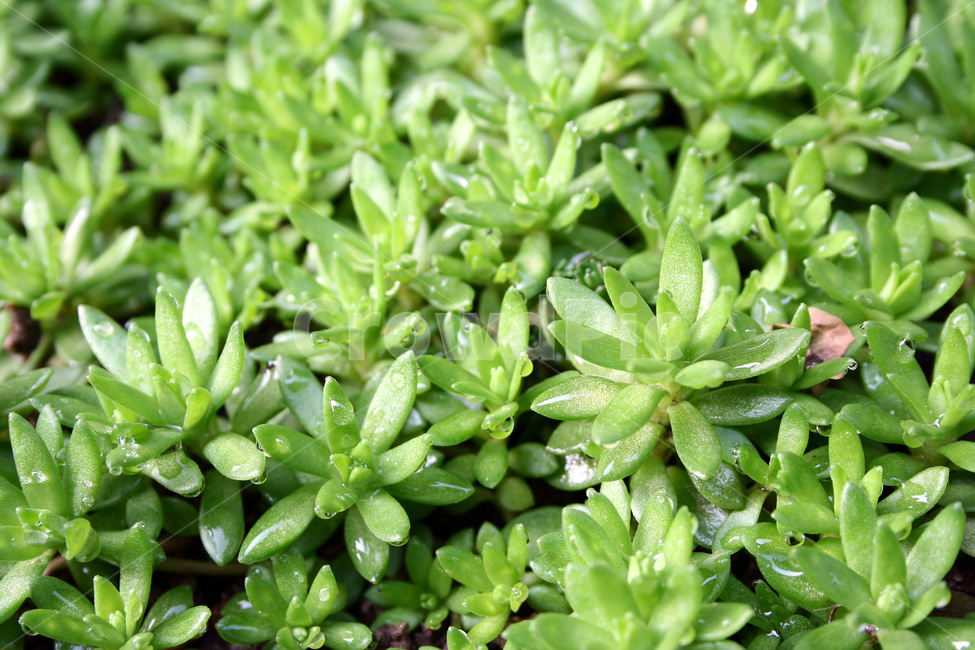 채소,야채,돗나물,돌나물,나물,돗나물재배,텃밭,식물,자연,plants,nature