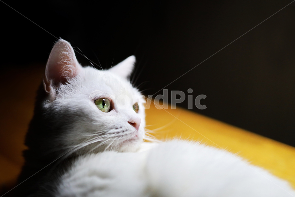 house cat,light,white cat,cat,British Shorthair,cat eyes