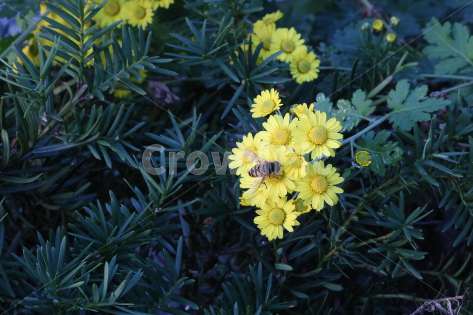꽃,들꽃,flowers,wildflower,봄꽃