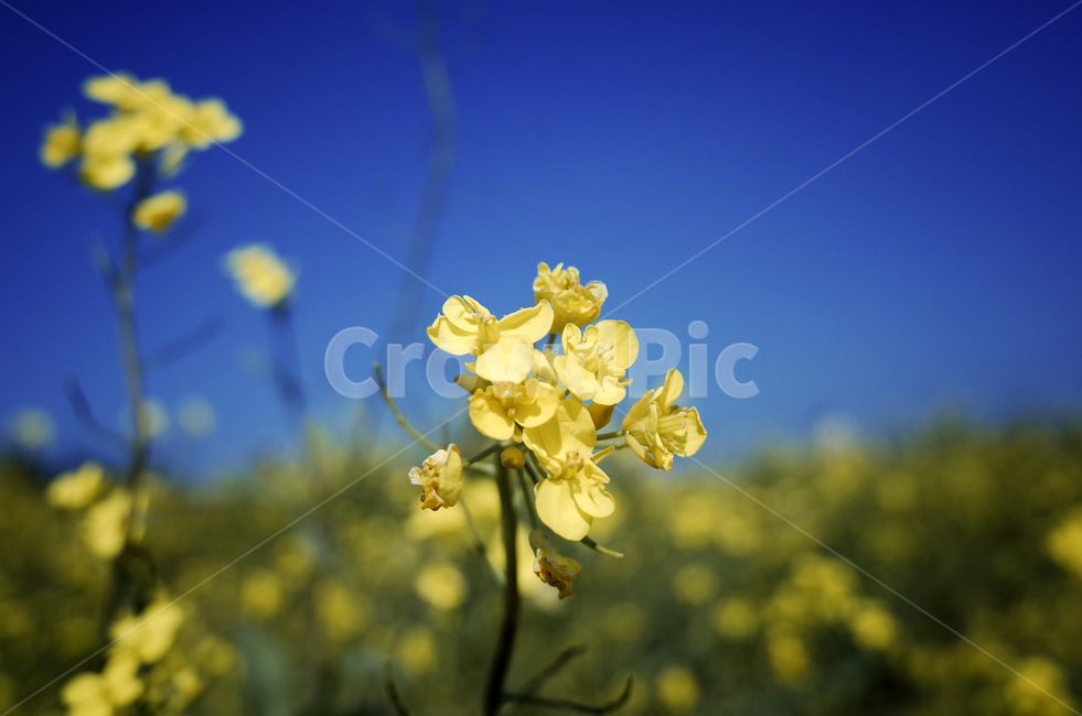 유채꽃,유채,yellow,plant,식물,flower,꽃,봄,봄꽃,노란꽃,green,노란,초록