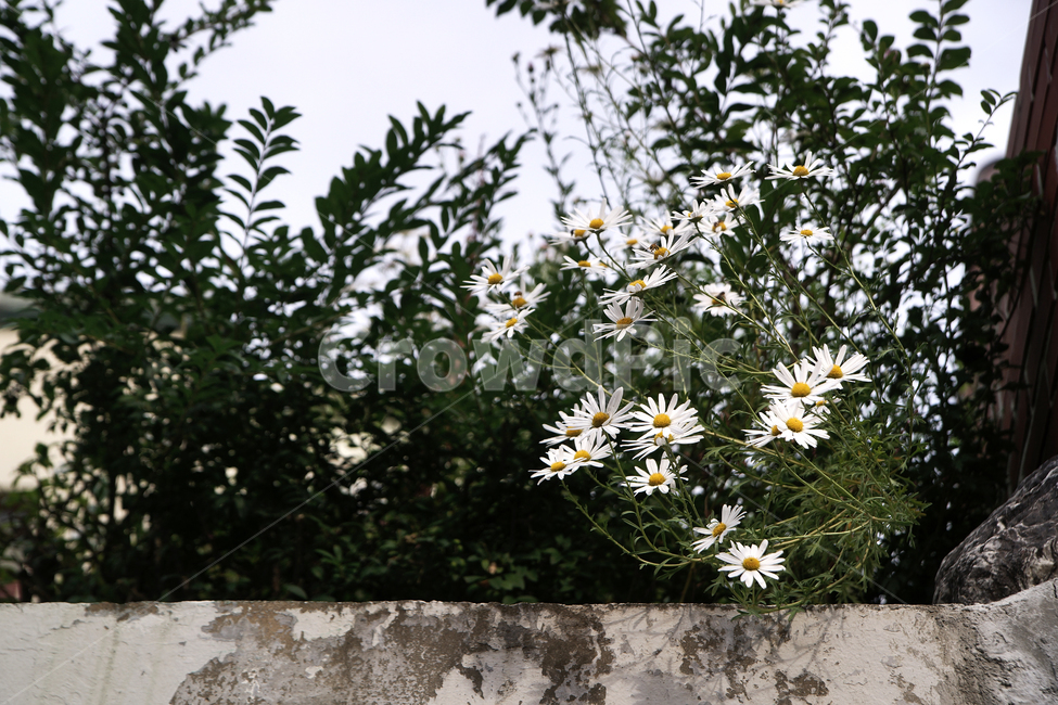 들국화,국화,담,담벽,식물,나무,계절,가을,식물,자연,plants,nature,꽃,flower