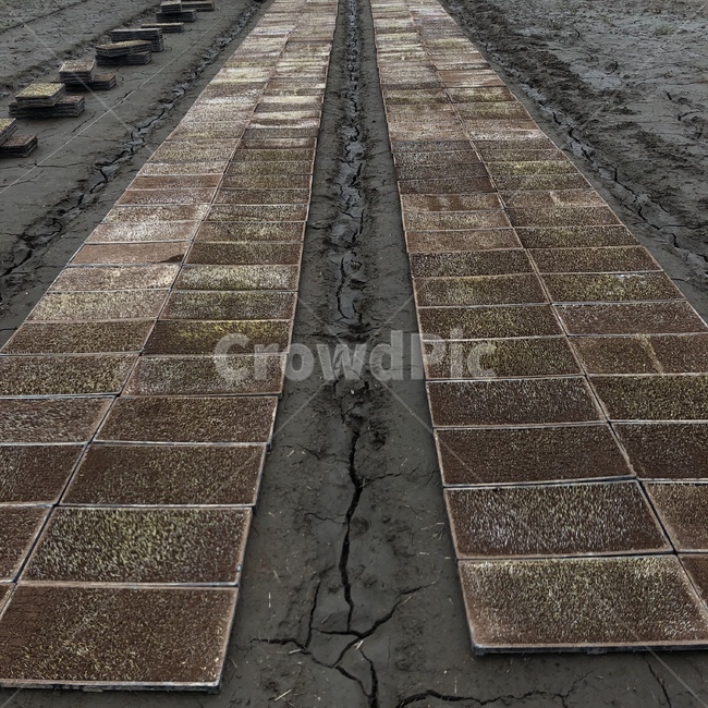 농사,파종,벼파종,시골,논,산업,industry,industrial,농업,농사,agriculture,farming,farming industry